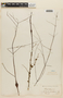 Hypenia salzmannii image