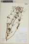 Hyptis sidifolia image