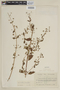Hyptis sidifolia image