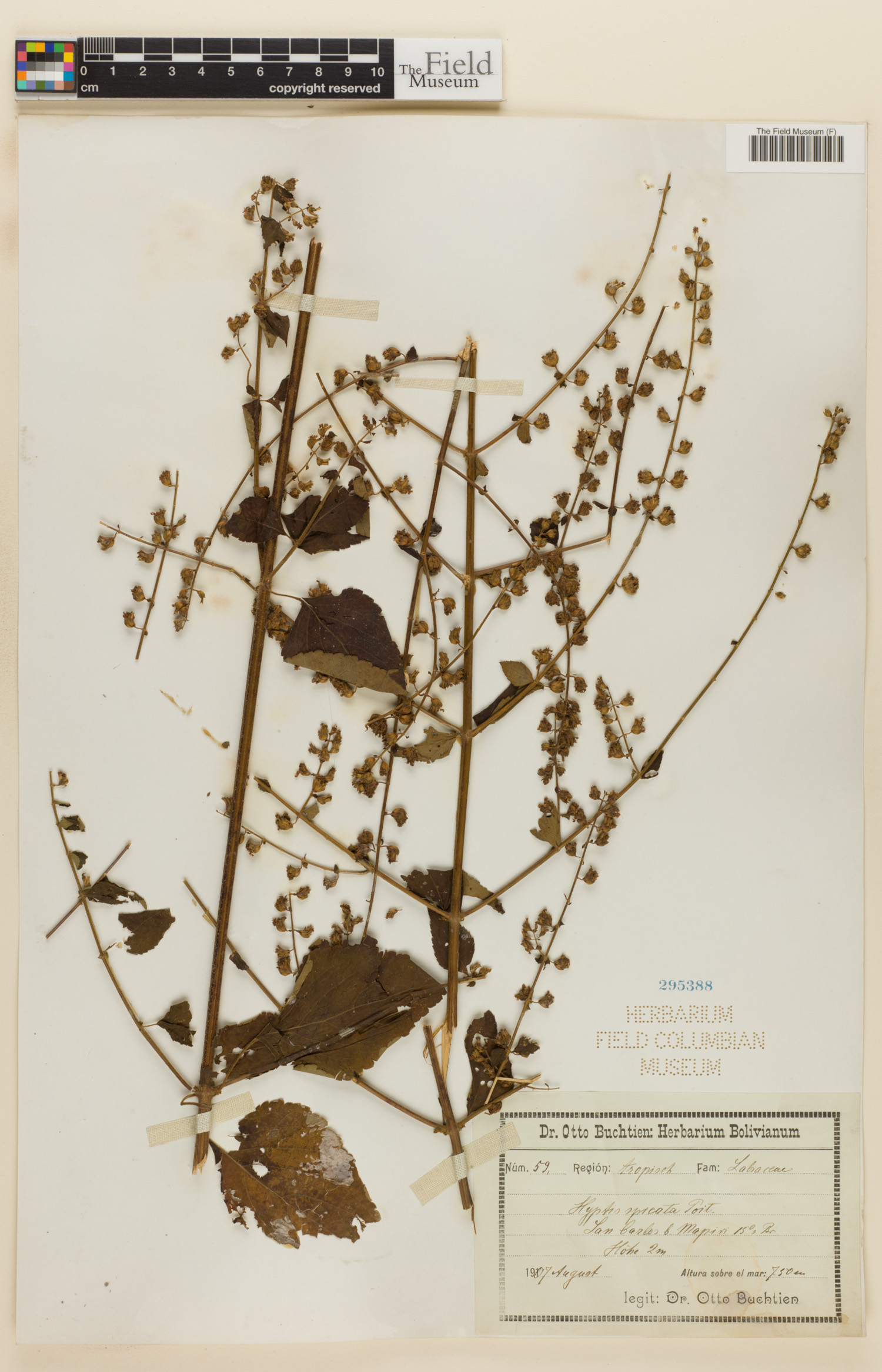 Cantinoa mutabilis image