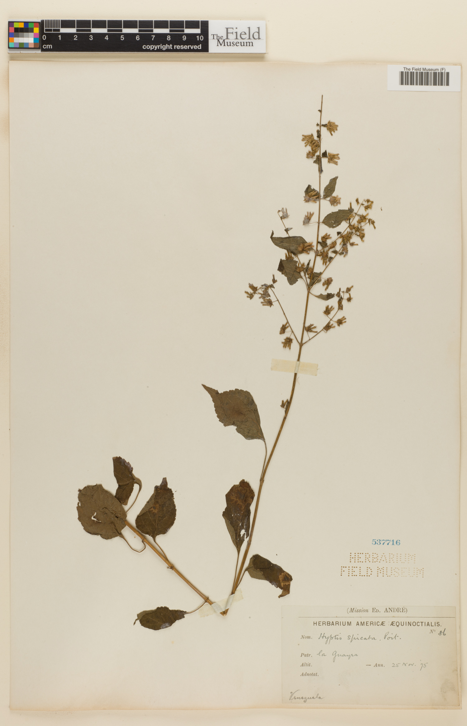 Cantinoa mutabilis image