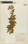 Martianthus stachydifolius image