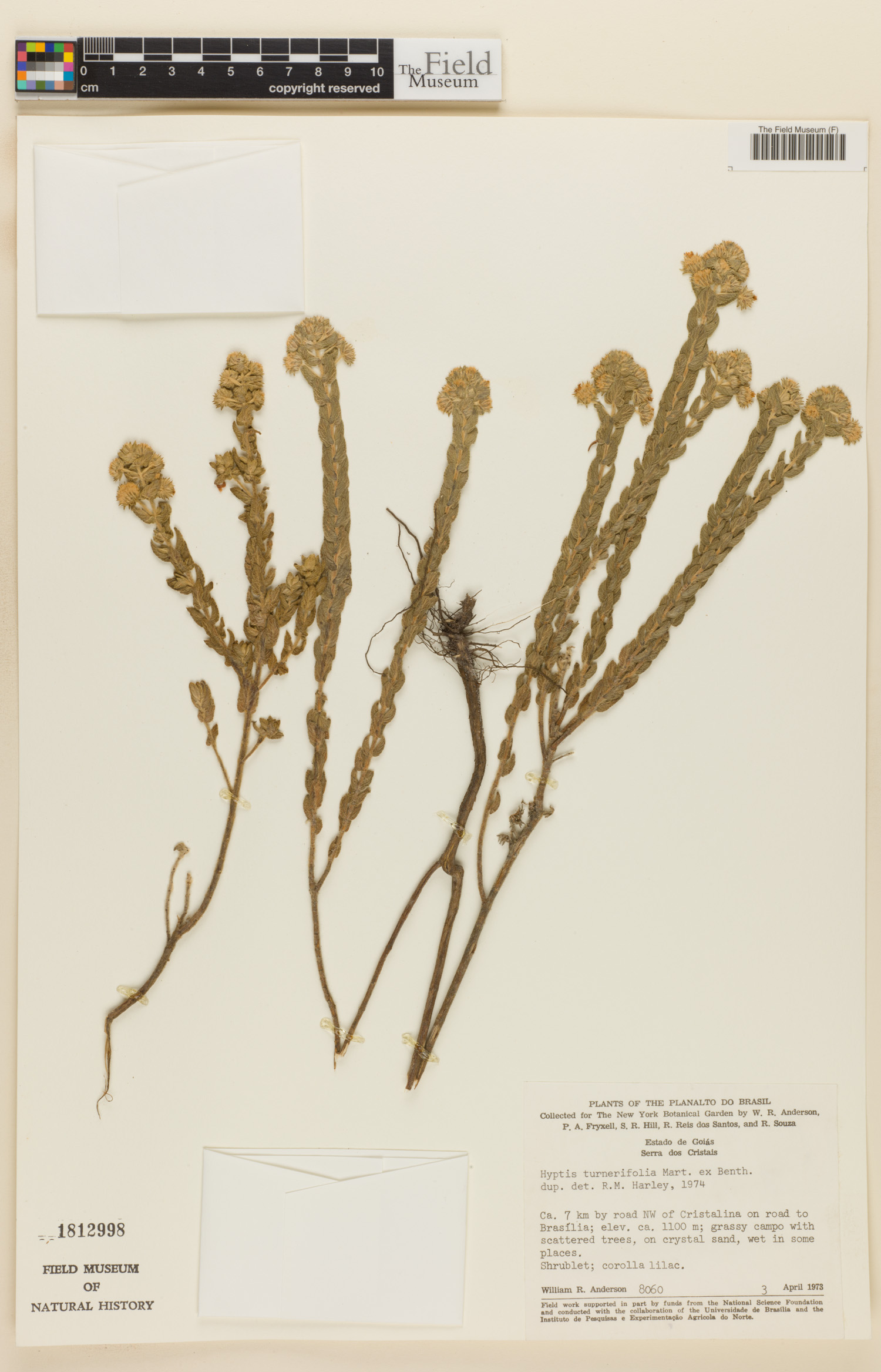 Hyptis turnerifolia image