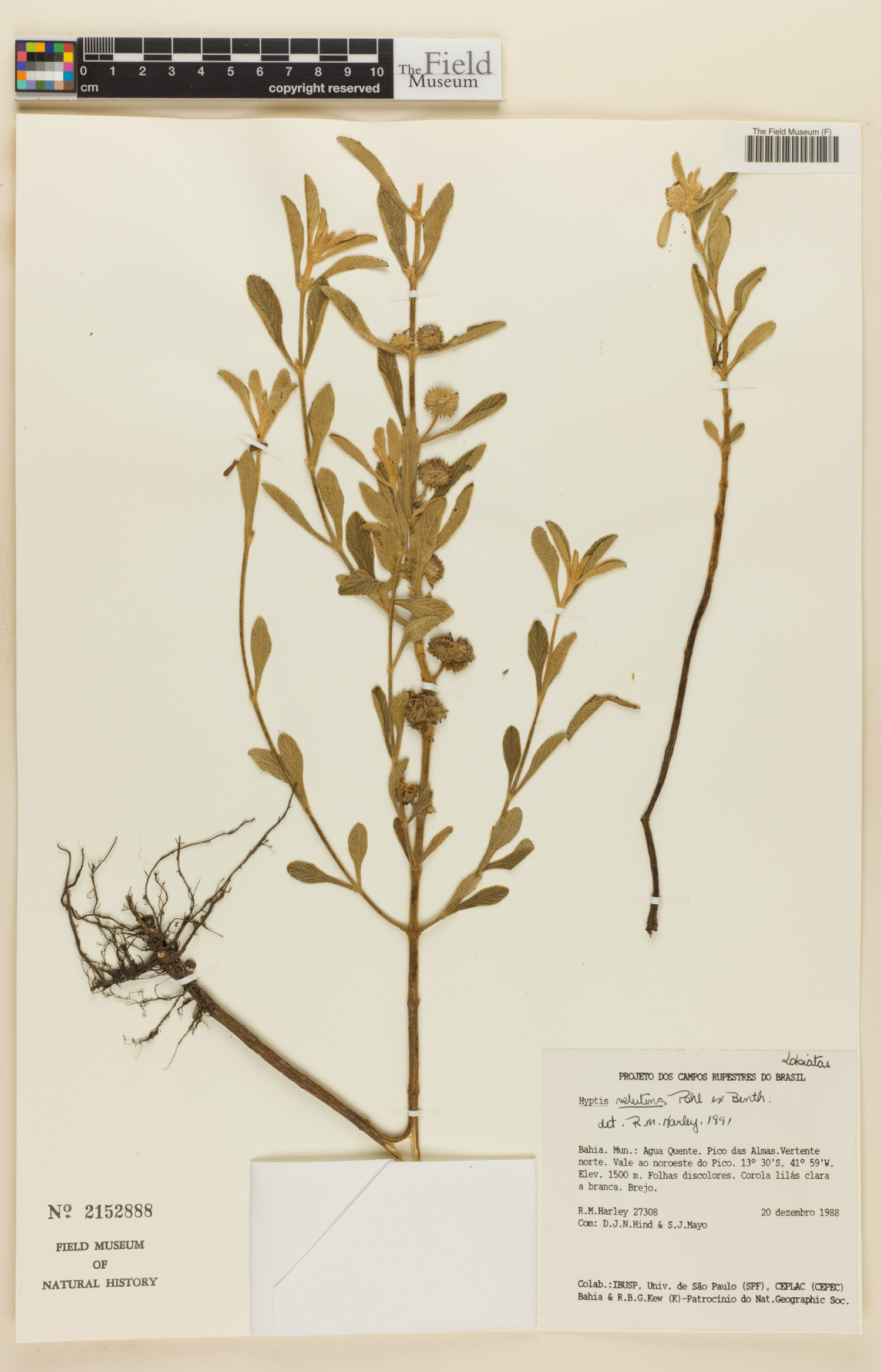 Hyptis velutina image