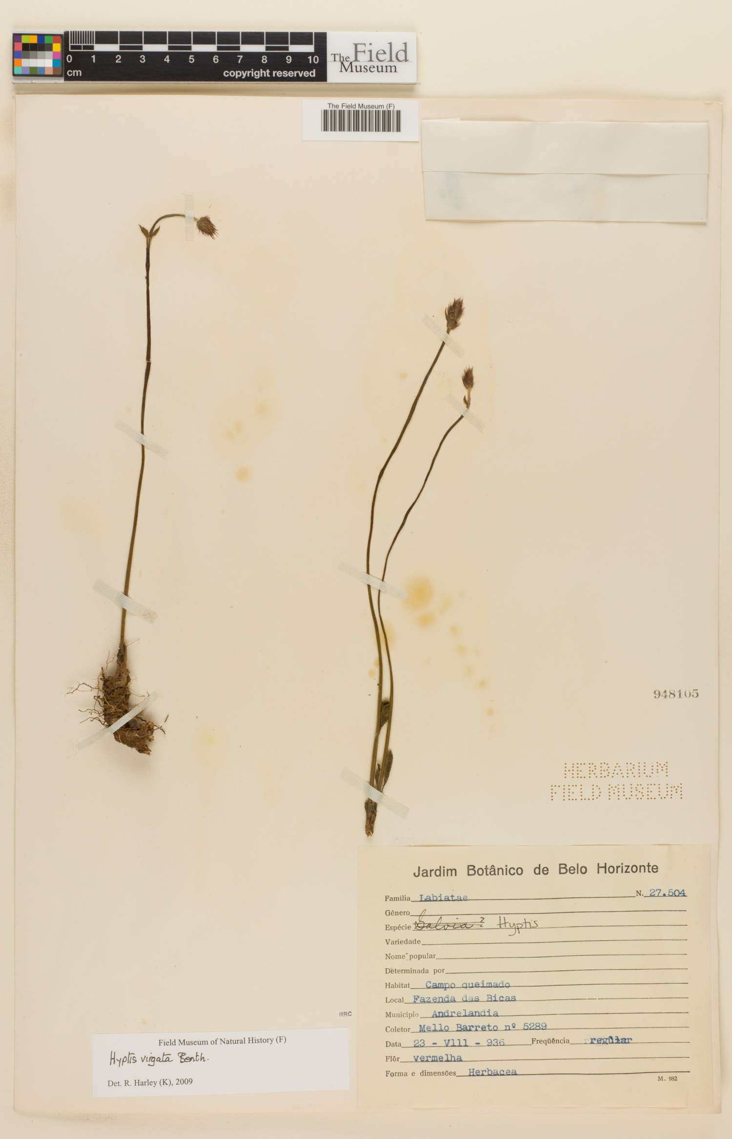 Hyptis virgata image