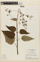 Hyptis vitifolia image