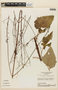 Hyptis vitifolia image