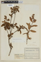 Lepechinia salviifolia image