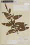 Lepechinia salviifolia image