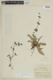 Lepechinia schiedeana image