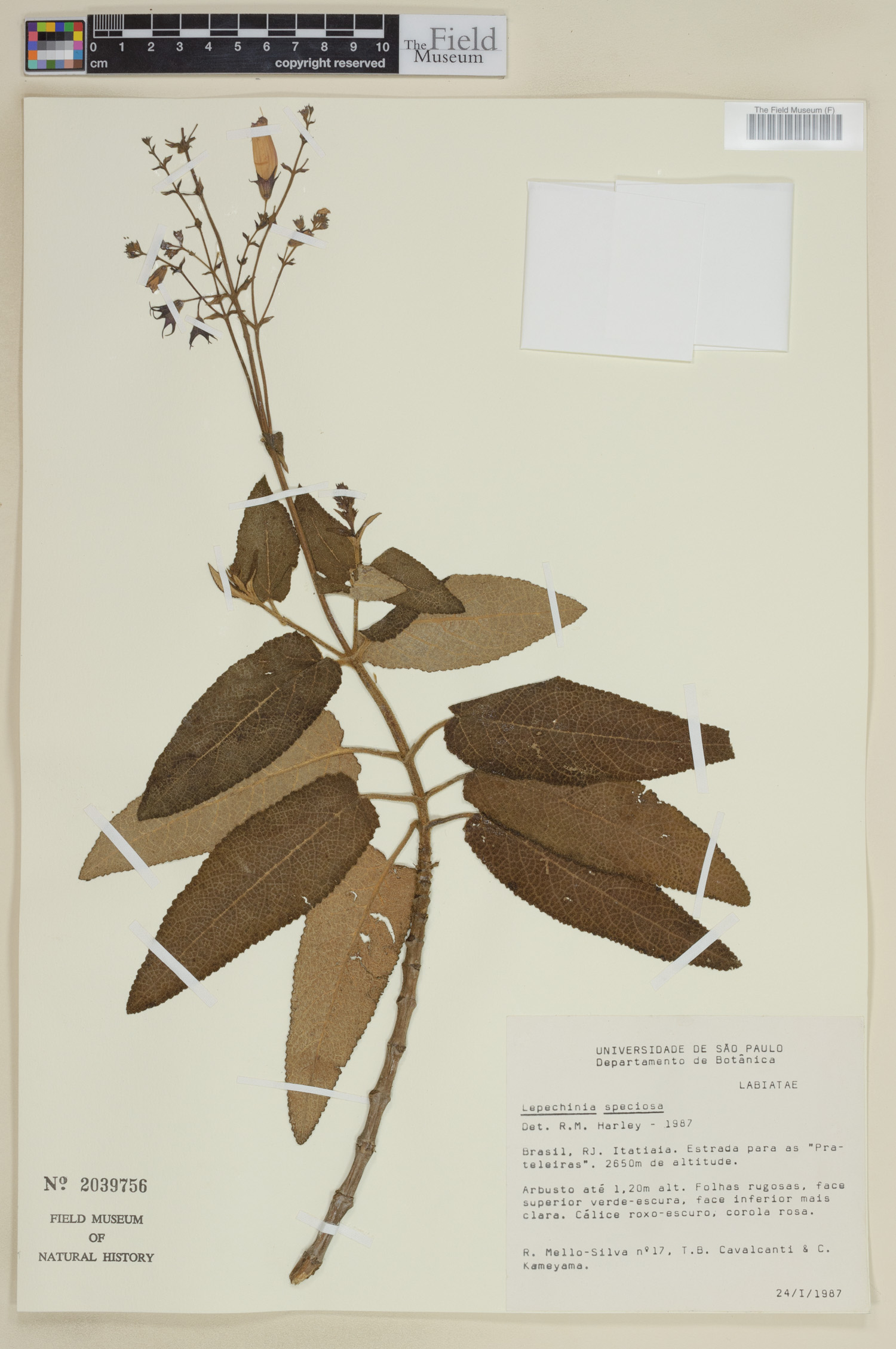 Lepechinia speciosa image