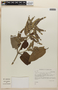 Lepechinia betonicifolia image
