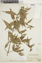 Minthostachys salicifolia image