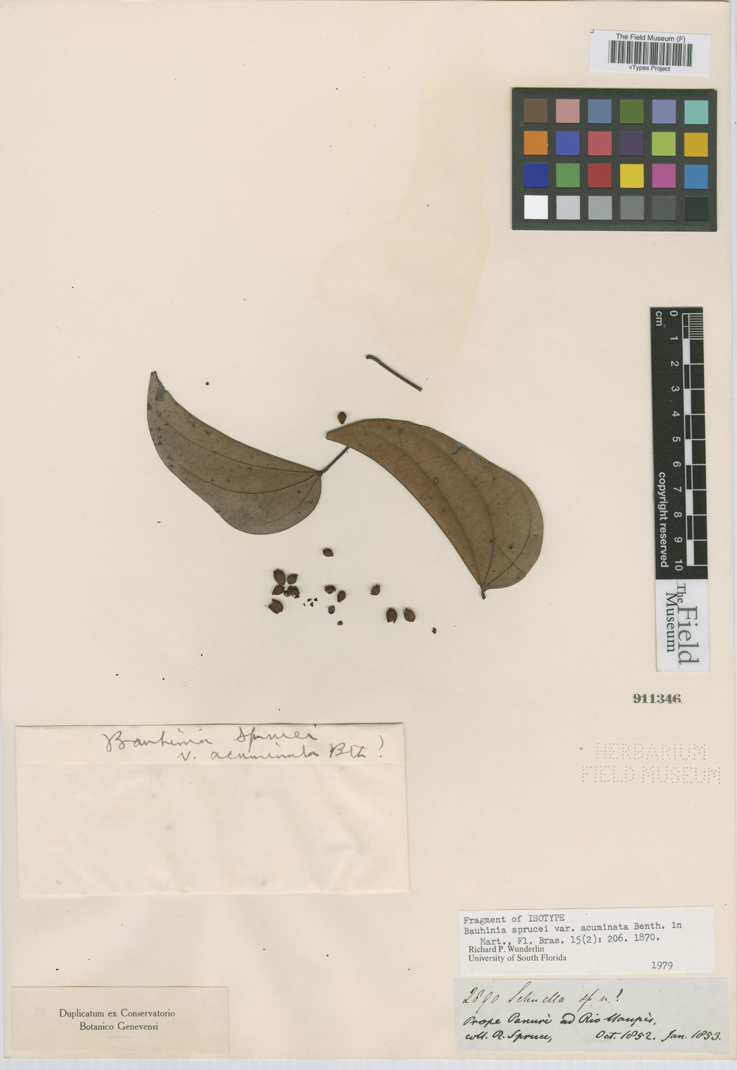 Bauhinia sprucei var. acuminata image