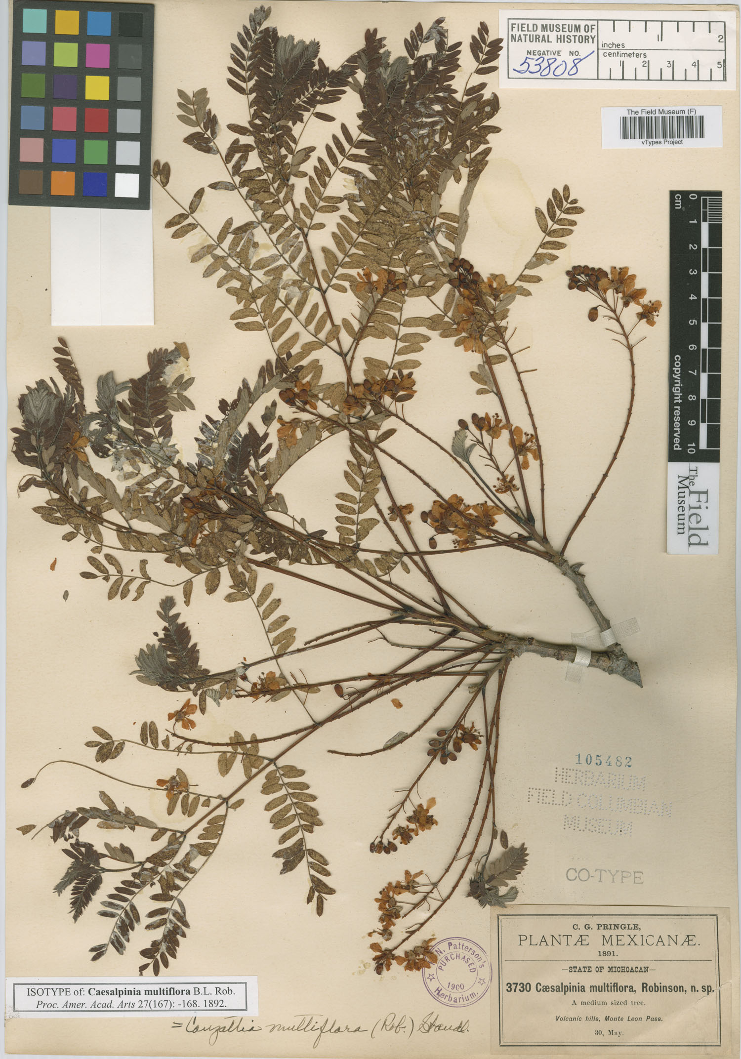 Caesalpinia multiflora image