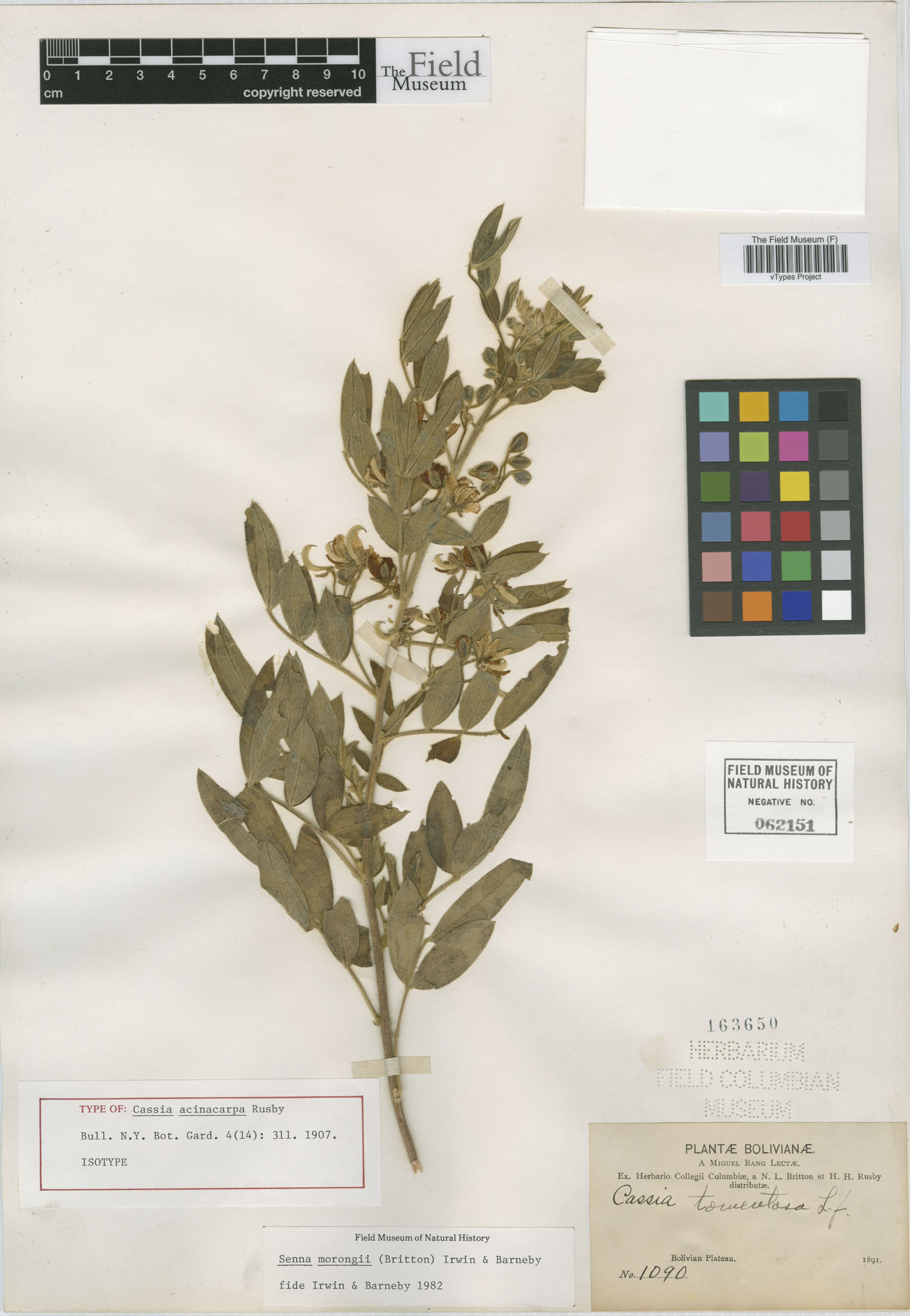 Cassia acinacicarpa image