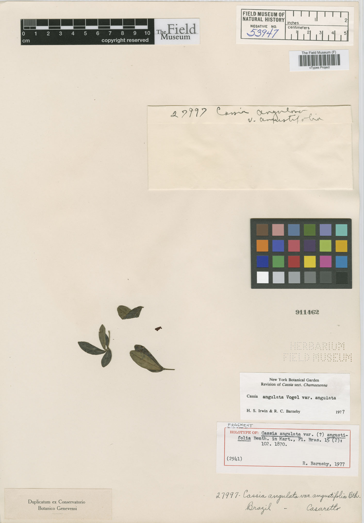 Senna angulata image