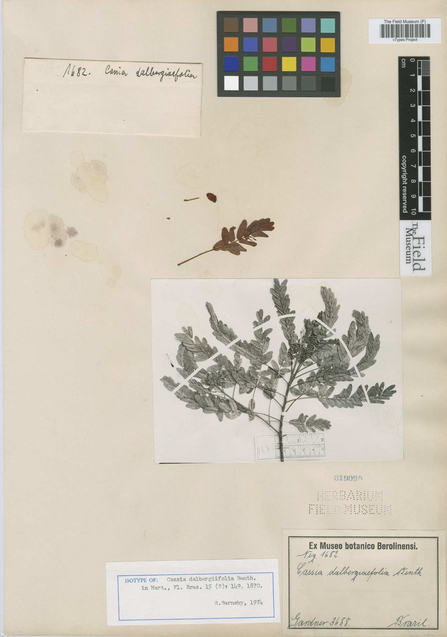 Chamaecrista dalbergiifolia image