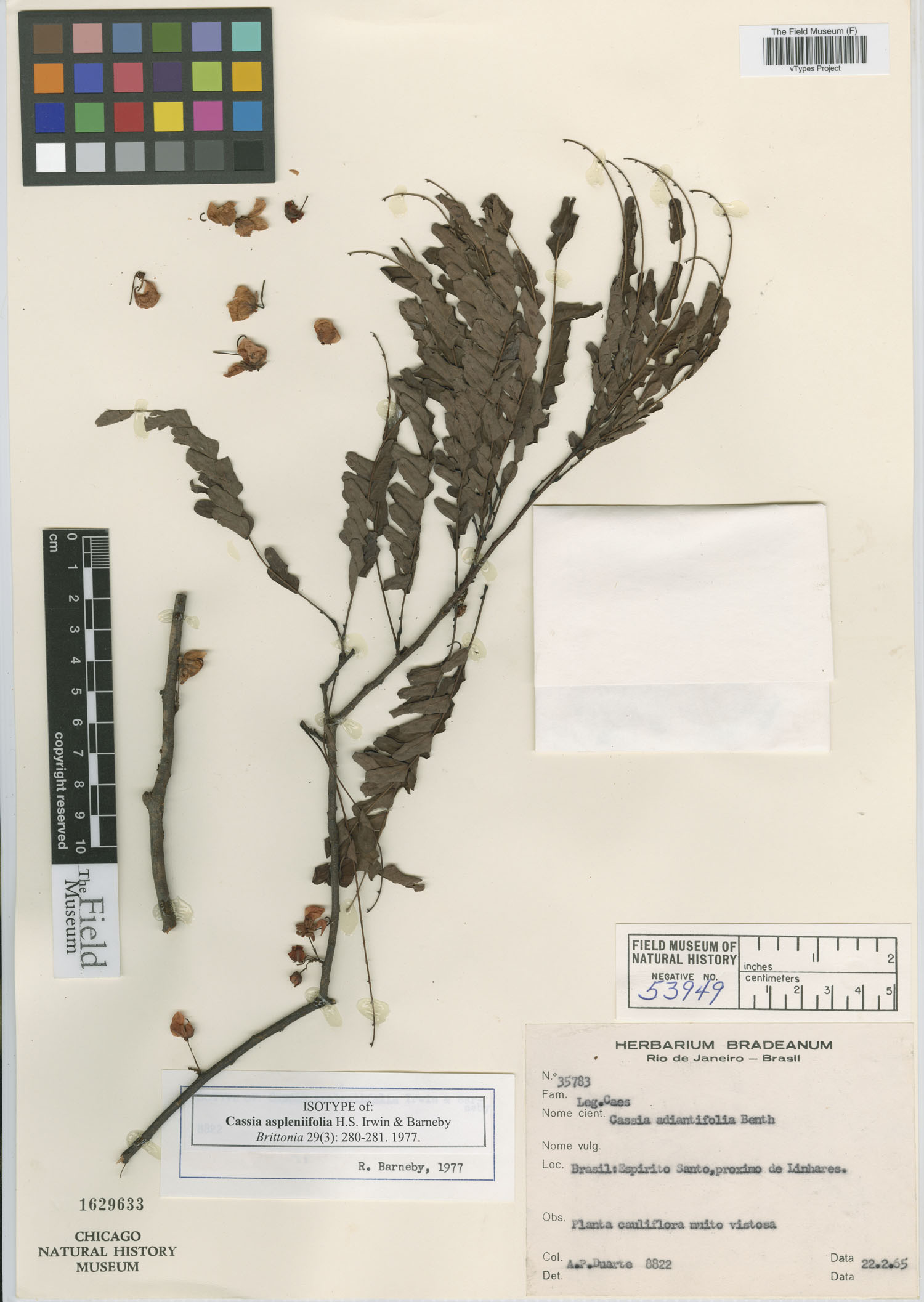 Chamaecrista aspleniifolia image