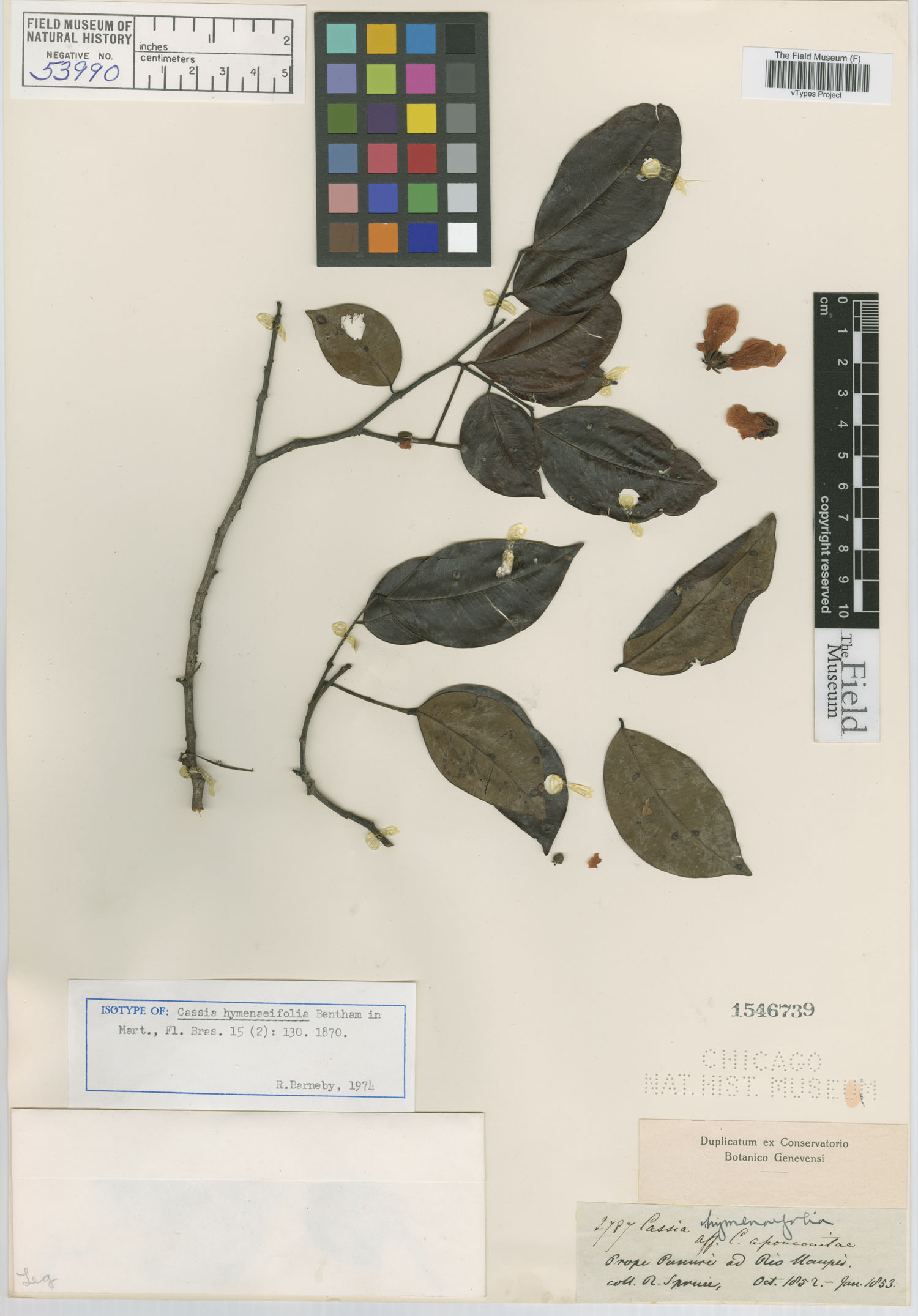 Cassia hymenaeifolia image