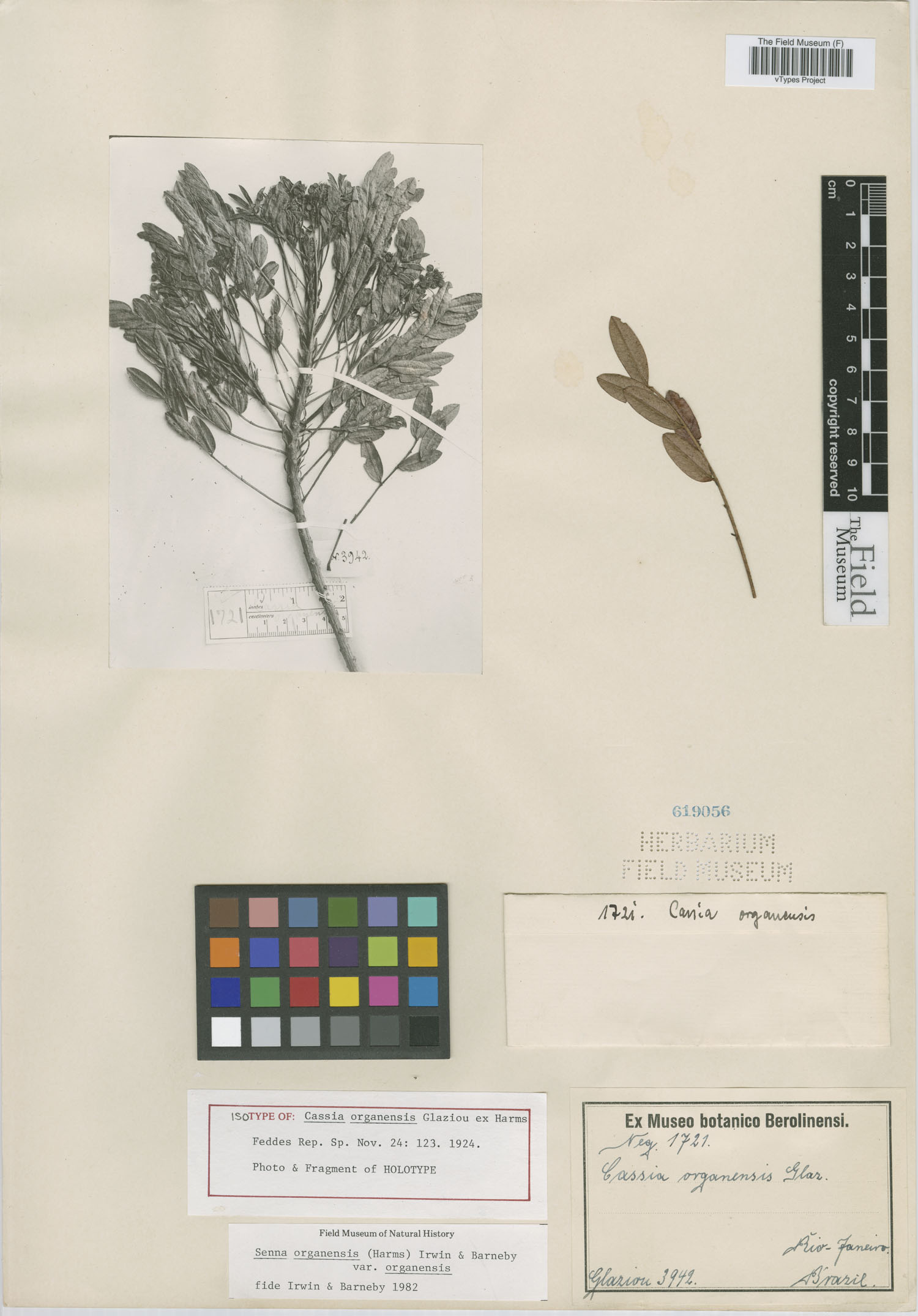 Cassia organensis image