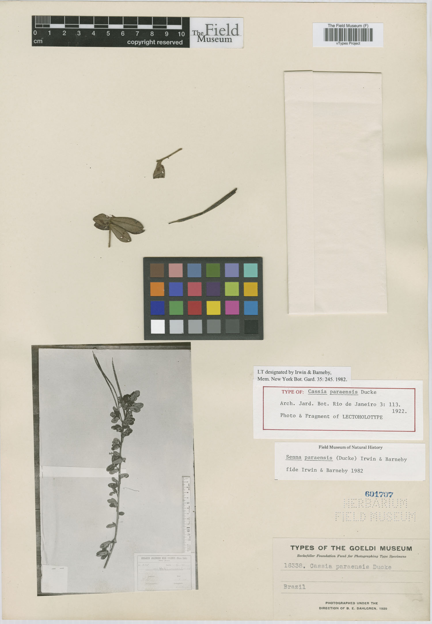 Senna paraensis image