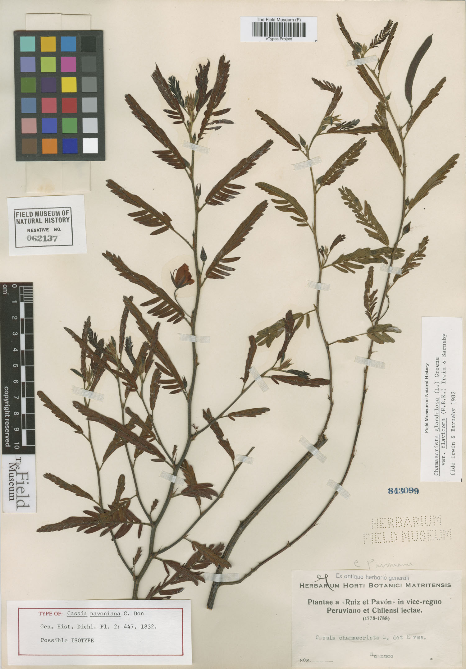 Cassia pavoniana image
