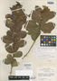 Chamaecrista planifolia image