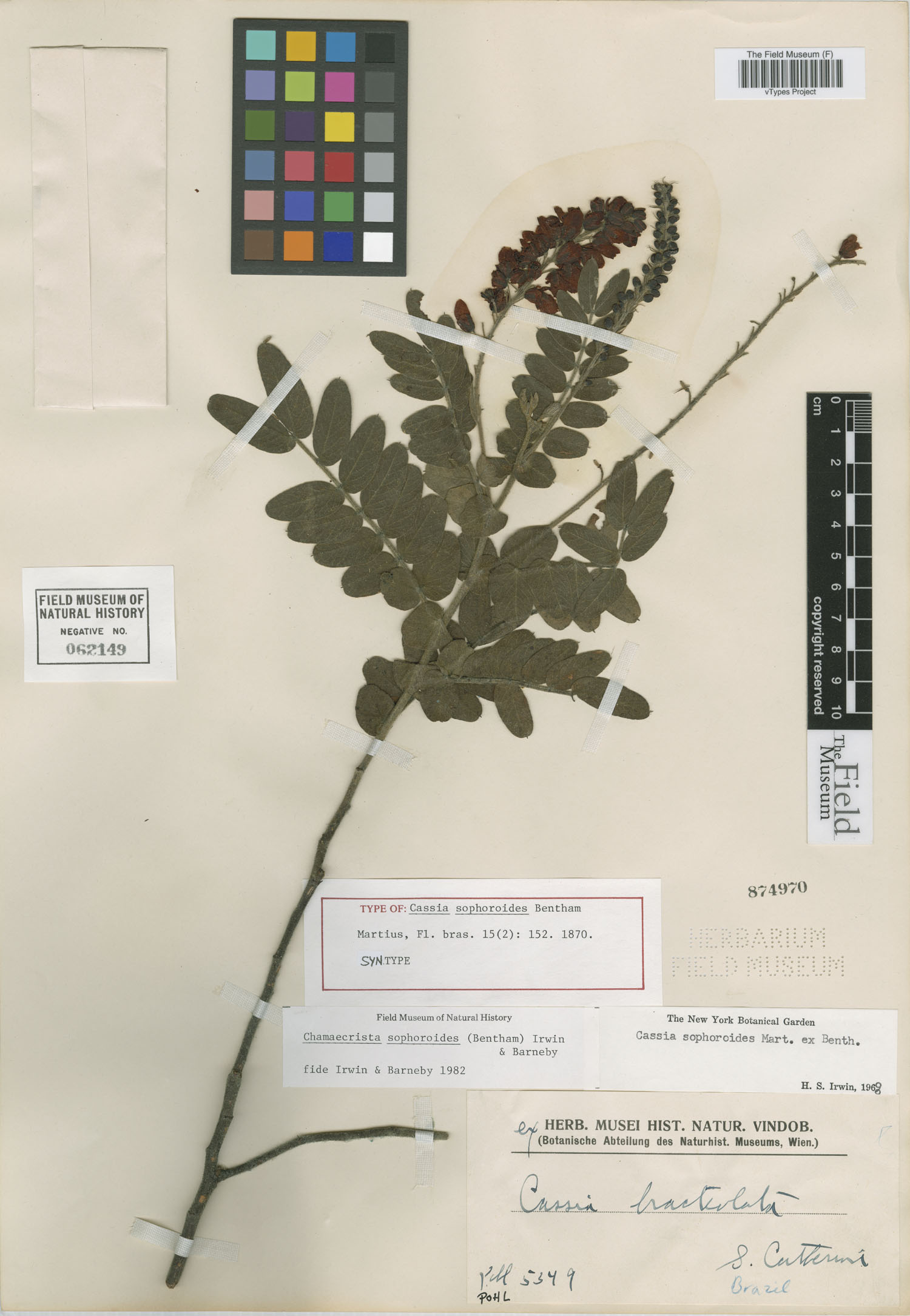 Chamaecrista sophoroides image