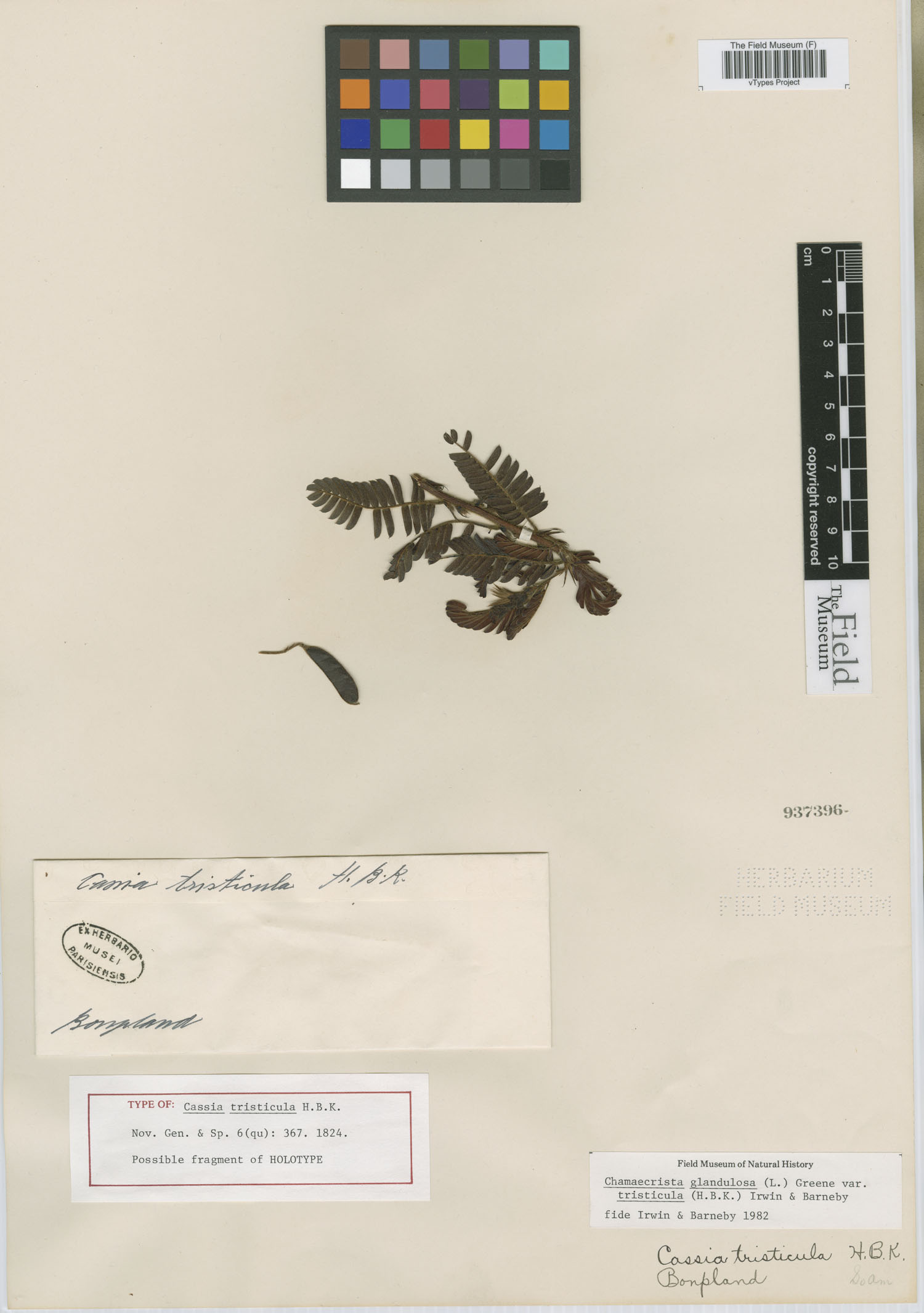 Chamaecrista glandulosa var. tristicula image