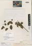 Cassia undulata image