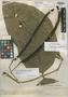 Senna macrophylla var. gigantifolia image