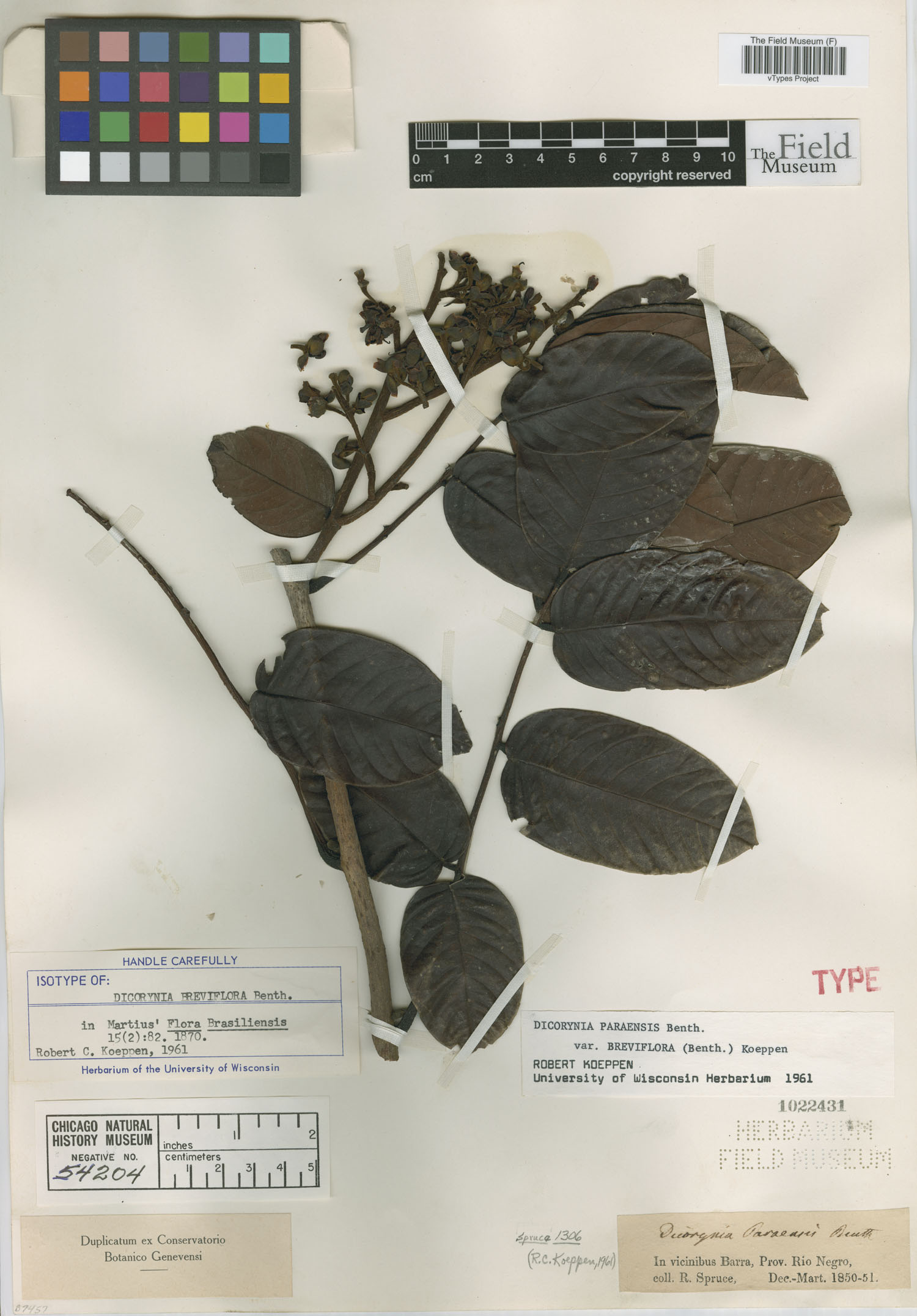 Dicorynia paraensis var. breviflora image