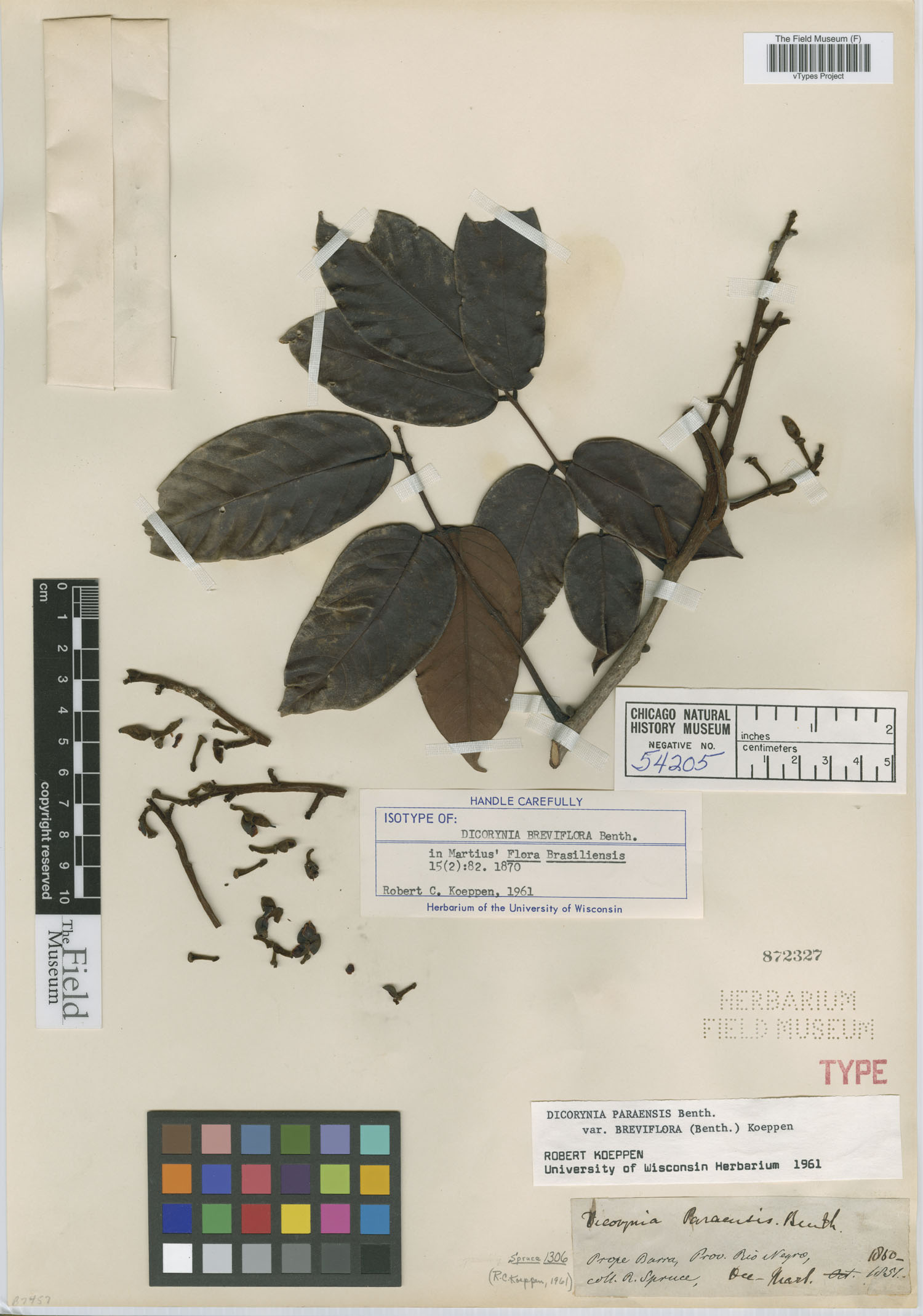 Dicorynia paraensis var. breviflora image