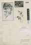Dimorphandra cuprea subsp. velutina image