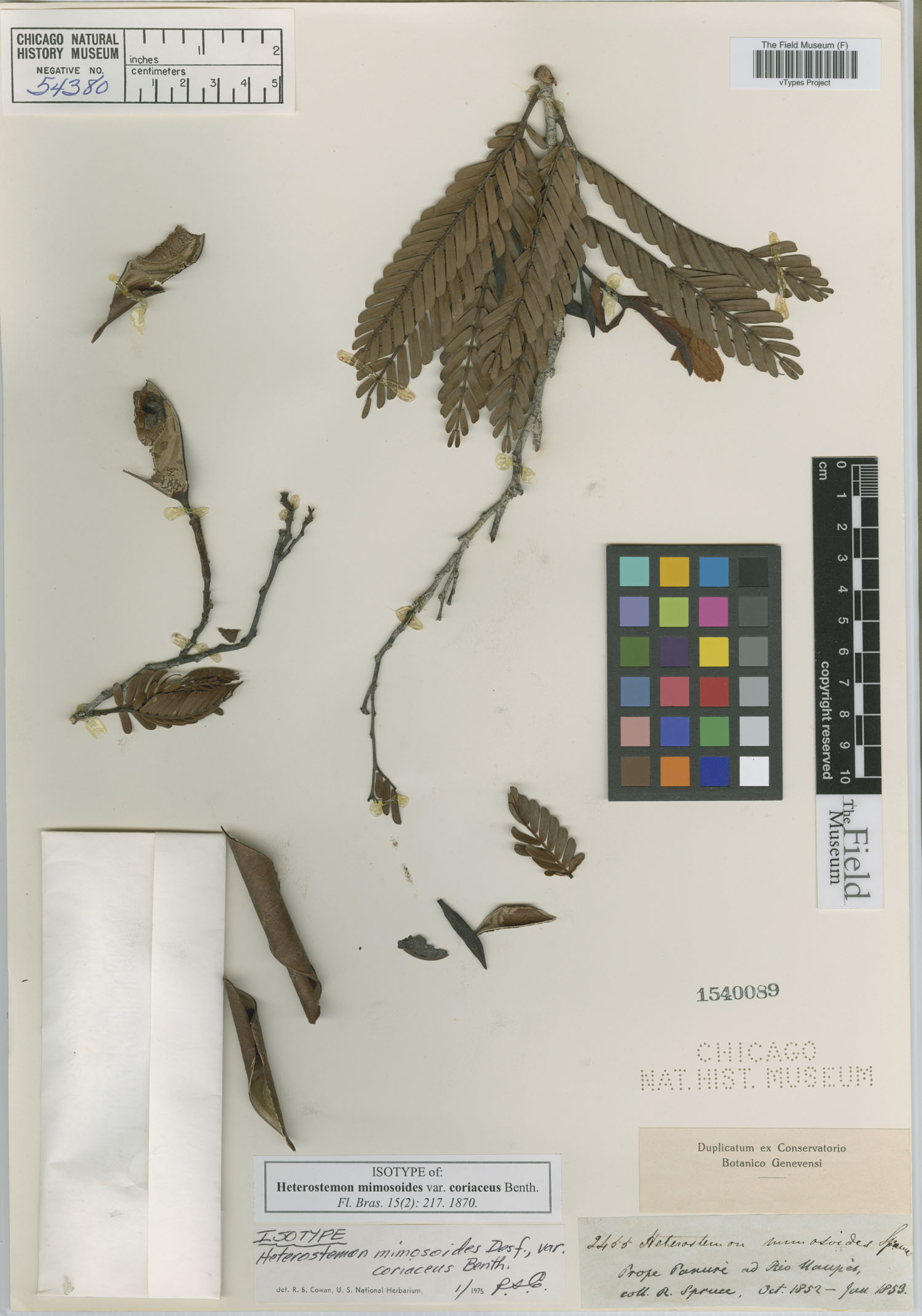 Heterostemon mimosoides var. coriaceus image