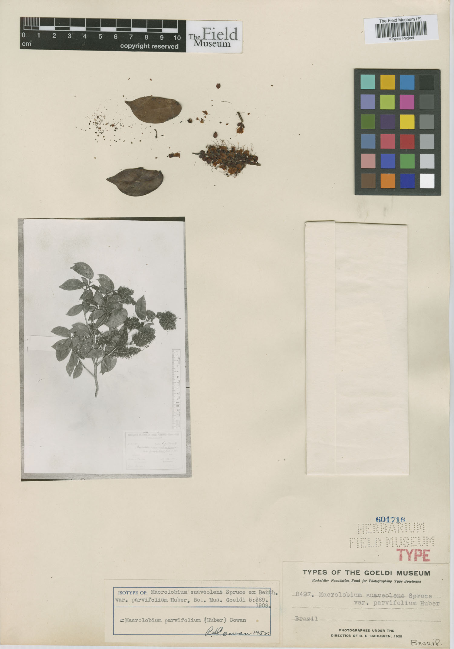 Macrolobium parvifolium image