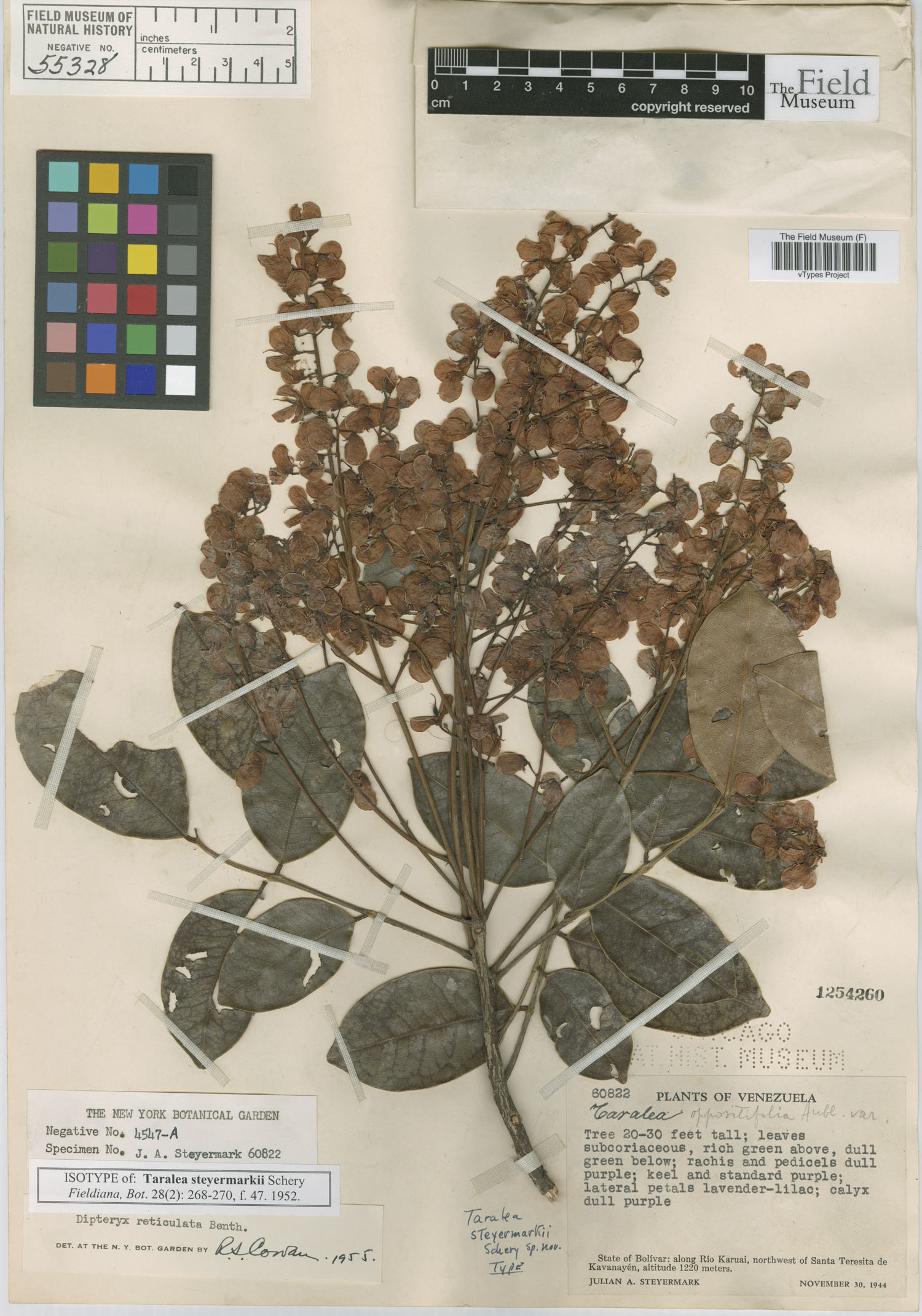 Taralea reticulata image