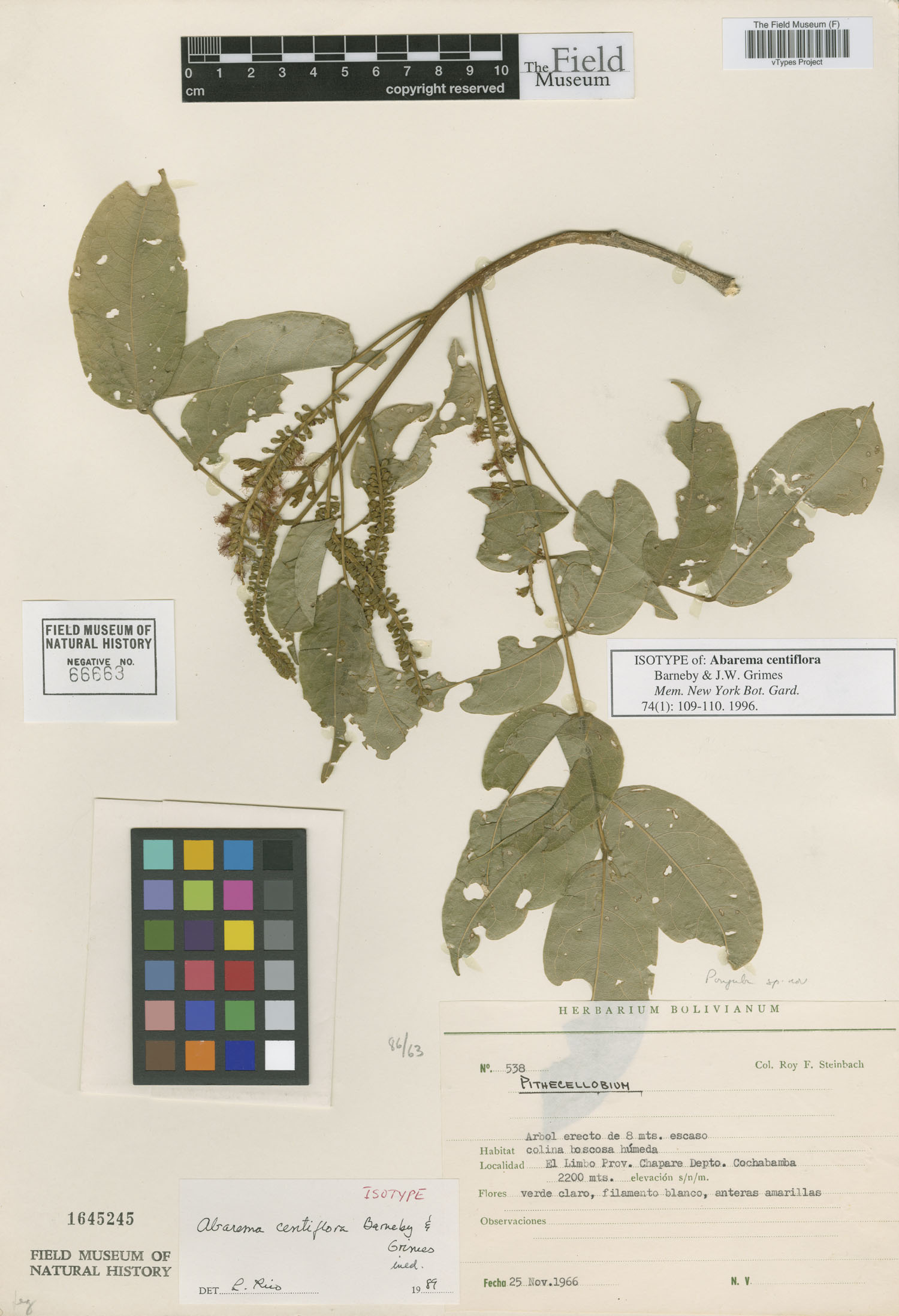 Abarema centiflora image