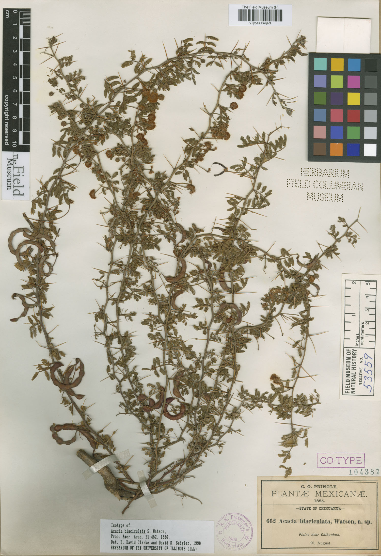 Acacia biaciculata image