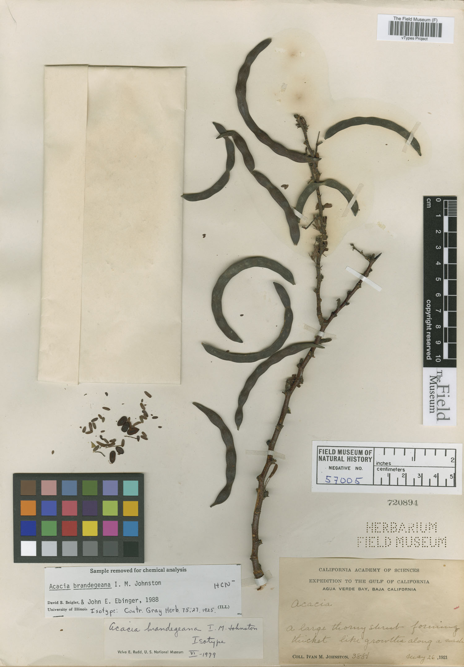 Acacia brandegeana image