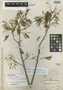 Acacia dolichostachya image