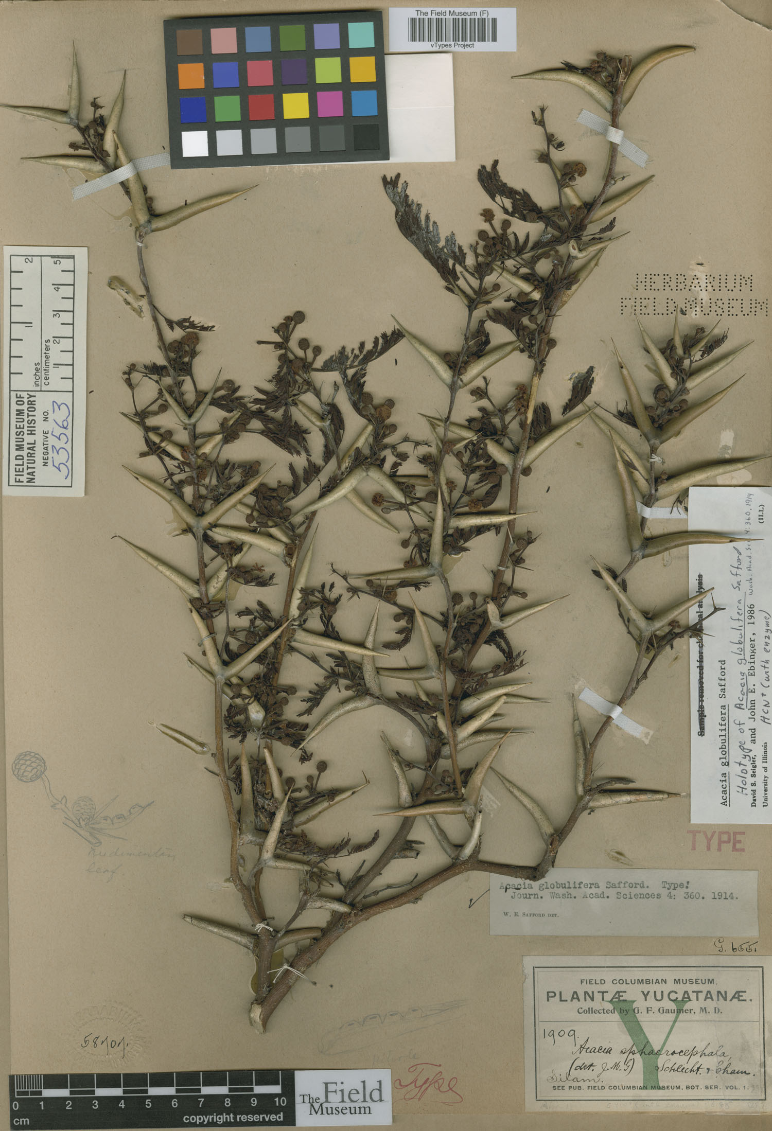Acacia globulifera image