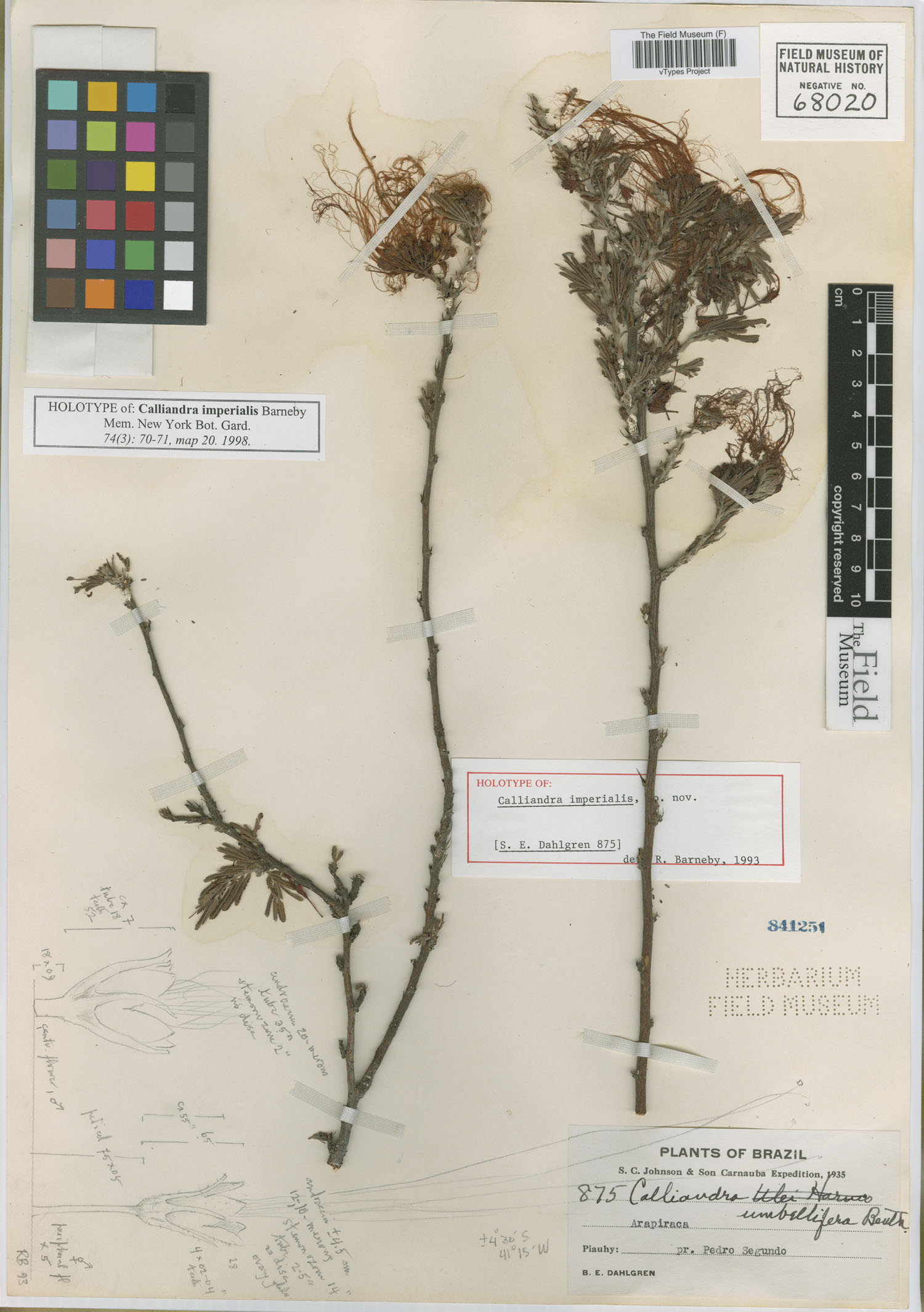 Calliandra imperialis image
