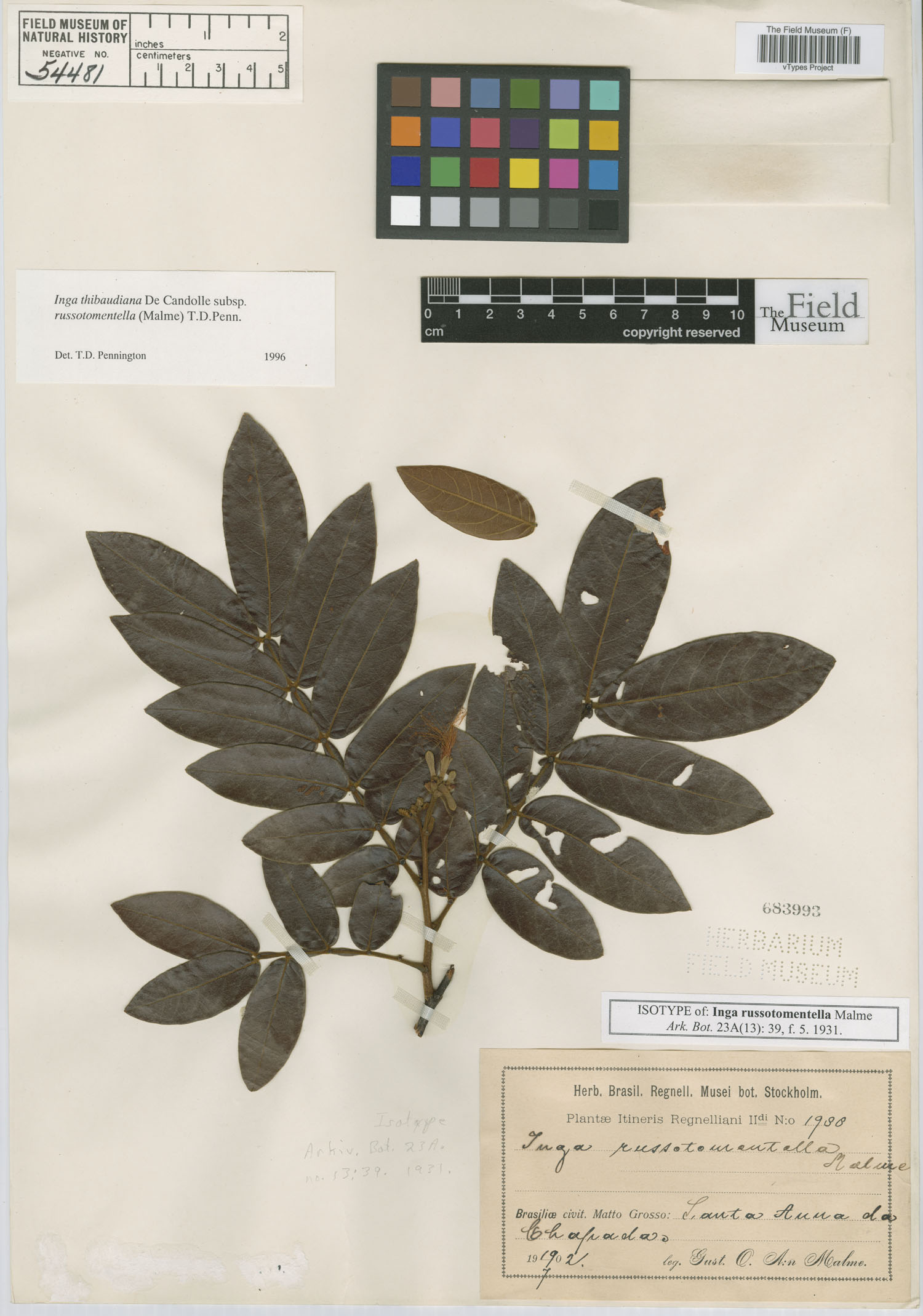 Inga thibaudiana subsp. russotomentella image