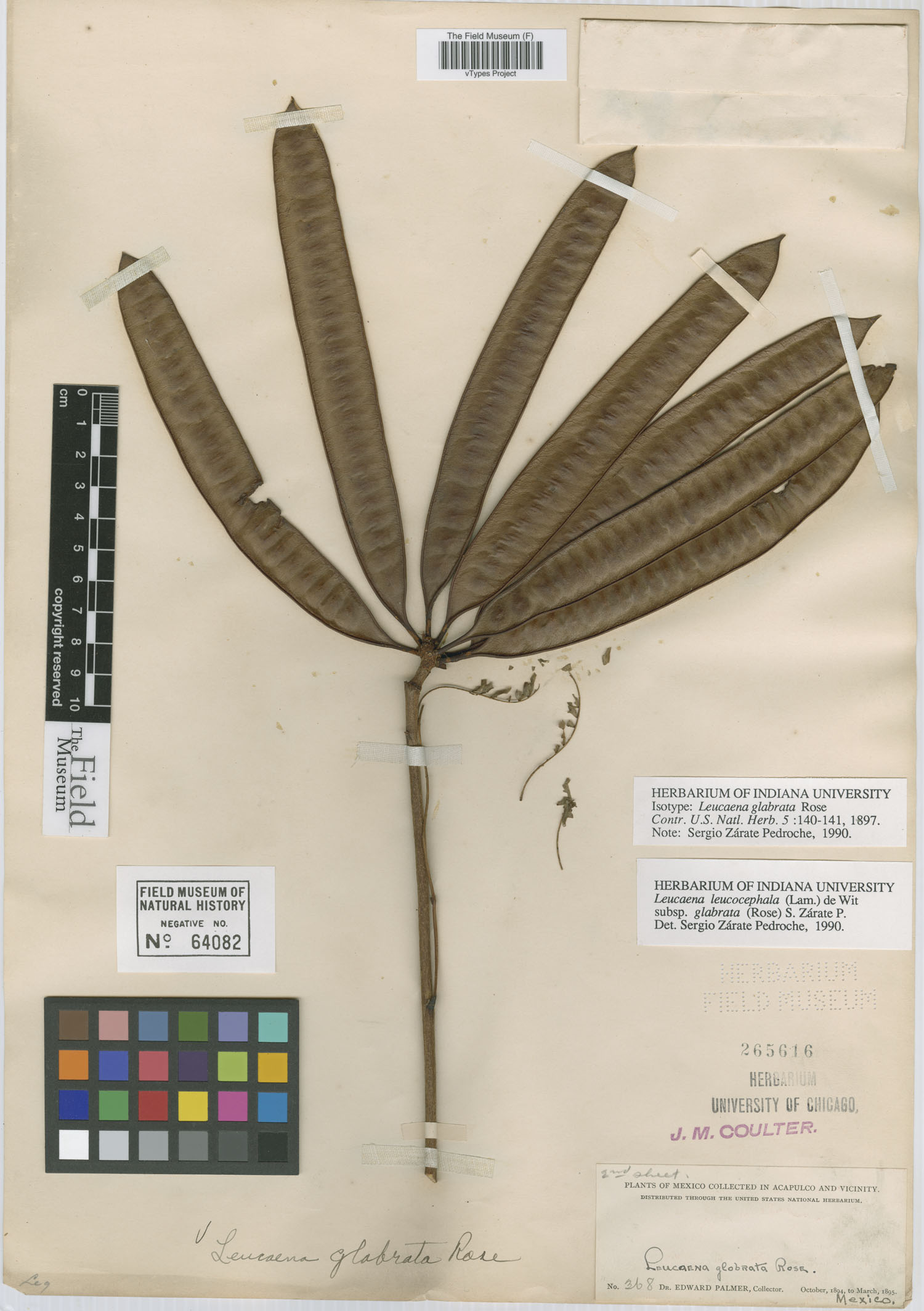 Leucaena leucocephala ssp. glabrata image