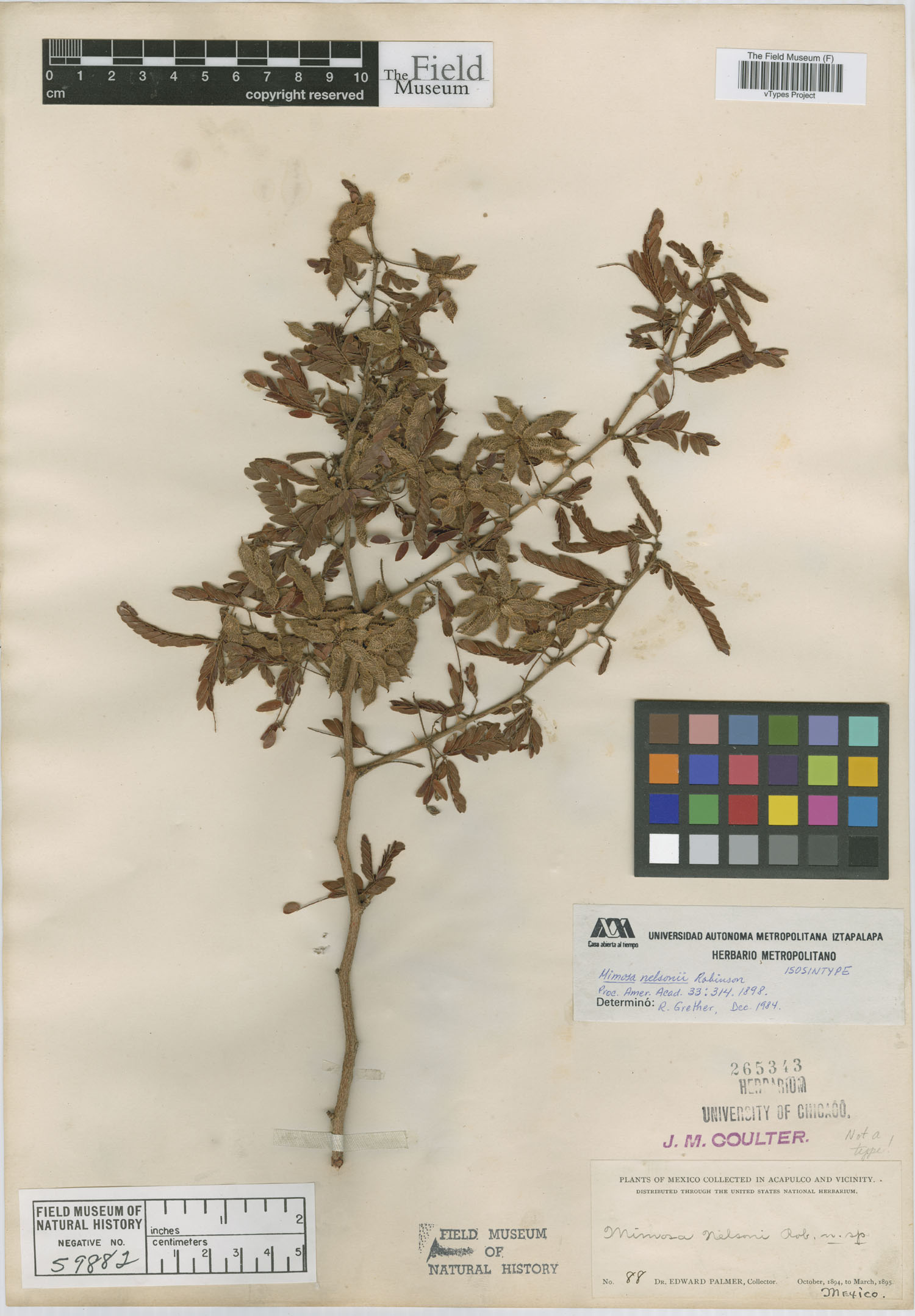 Mimosa nelsonii image