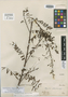 Mimosa adenocarpa image