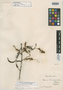 Mimosa adenophylla image