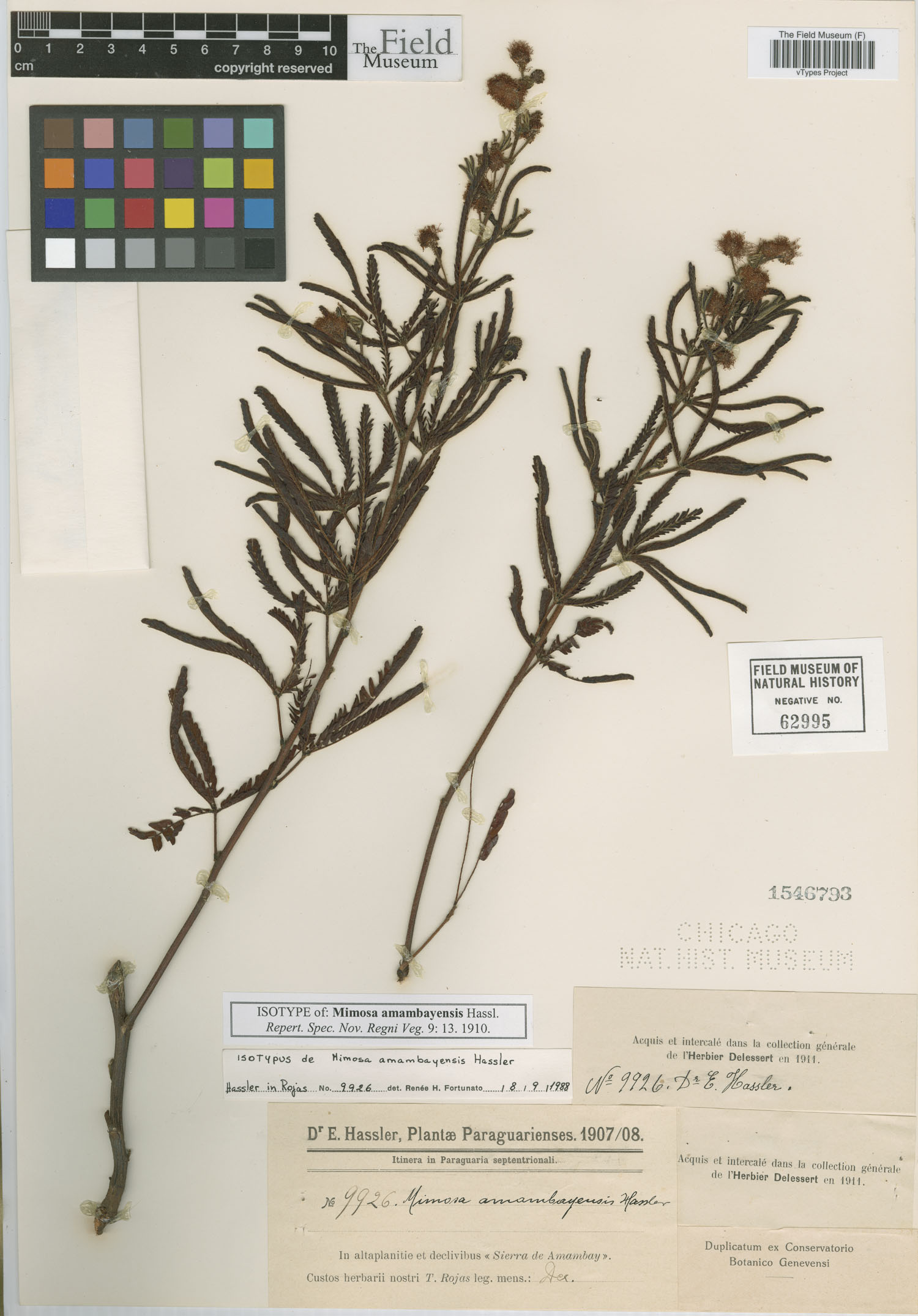 Mimosa amambayensis image